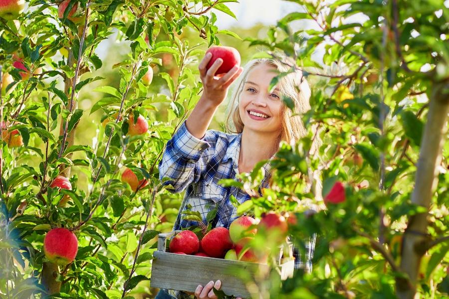 Article Cards Featured Image Women in apple orchard picking apples while holding wooden crate filled with red ripe apples